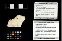 Foto (Objekt + Etikett) von Gastrodorus sp.  (NHMW-GEO-2014-0194-0950)